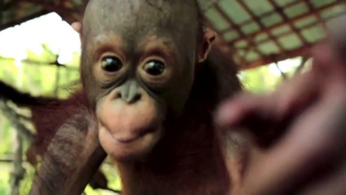 Orangutan Shaka Houseboat With Cabin Pangkalan Bun Exterior photo